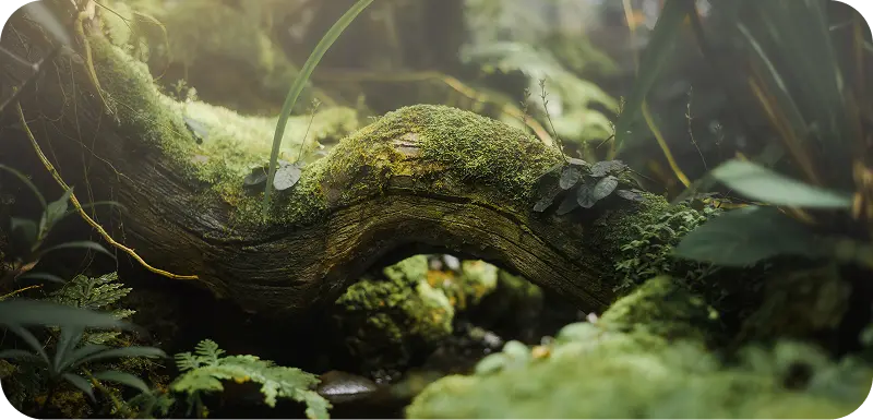 A close-up of a moss-covered tree branch surrounded by lush green foliage in a serene forest setting.